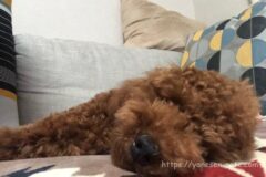 愛犬ベルの高速ゴロン ゴロンを覚えたトレーニング方法 画像付き で解説 トイプードルと谷根千暮らし 愛犬ベルの高速ゴロン ゴロンを覚えたトレーニング方法 画像付き で解説 トイプードルと谷根千暮らし