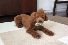 愛犬ベルの高速ゴロン ゴロンを覚えたトレーニング方法 画像付き で解説 トイプードルと谷根千暮らし 愛犬ベルの高速ゴロン ゴロンを覚えたトレーニング方法 画像付き で解説 トイプードルと谷根千暮らし