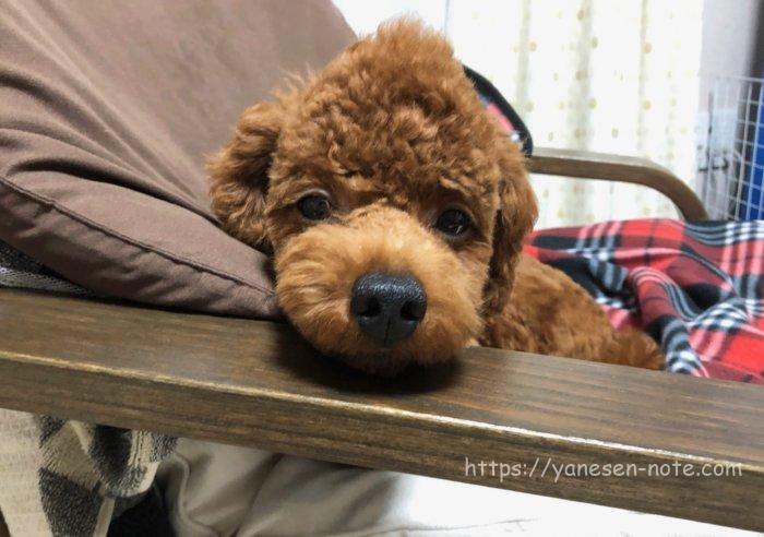 愛犬ベルの高速ゴロン ゴロンを覚えたトレーニング方法 画像付き で解説 トイプードルと谷根千暮らし 愛犬ベルの高速ゴロン ゴロンを覚えたトレーニング方法 画像付き で解説 トイプードルと谷根千暮らし