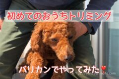 シャンプーで鼻に水が入ってフガフガ 逆くしゃみが止まらず元気なし トイプードルと谷根千暮らし シャンプーで鼻に水が入ってフガフガ 逆くしゃみが止まらず元気なし トイプードルと谷根千暮らし
