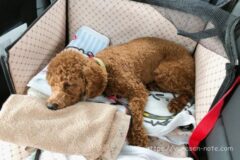 犬がゴキブリを食べたら ゴキブリを食べちゃったベルが心配です トイプードルと谷根千暮らし 犬がゴキブリを食べたら ゴキブリを食べちゃったベルが心配です トイプードルと谷根千暮らし