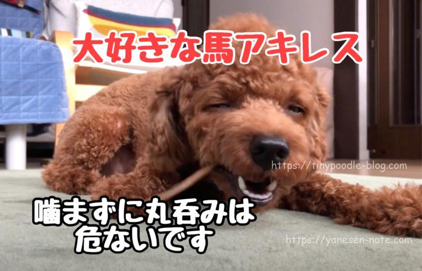 犬のおやつ 馬アキレスを噛まずに飲み込んでる 危ないのでふやかしてみた 動画あり トイプードルと谷根千暮らし 犬のおやつ 馬アキレスを噛まずに飲み込んでる 危ないのでふやかしてみた 動画あり トイプードルと谷根千暮らし