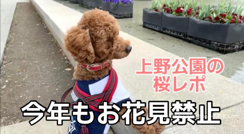 動画あり お腹が痛い 愛犬がお尻を上げて頭を低くする お祈りのポーズ のまま動かない トイプードルと谷根千暮らし 動画あり お腹が痛い 愛犬がお尻を上げて頭を低くする お祈りのポーズ のまま動かない トイプードルと谷根千暮らし