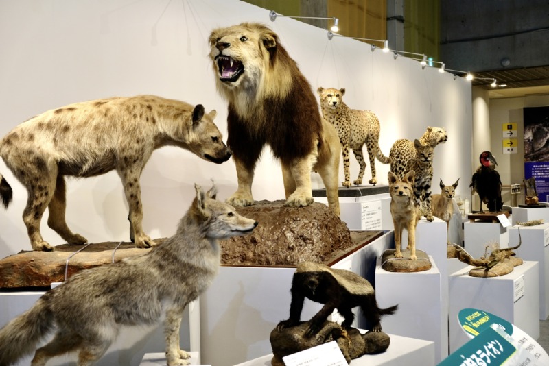 国立科学博物館 大地のハンター展 ライオン