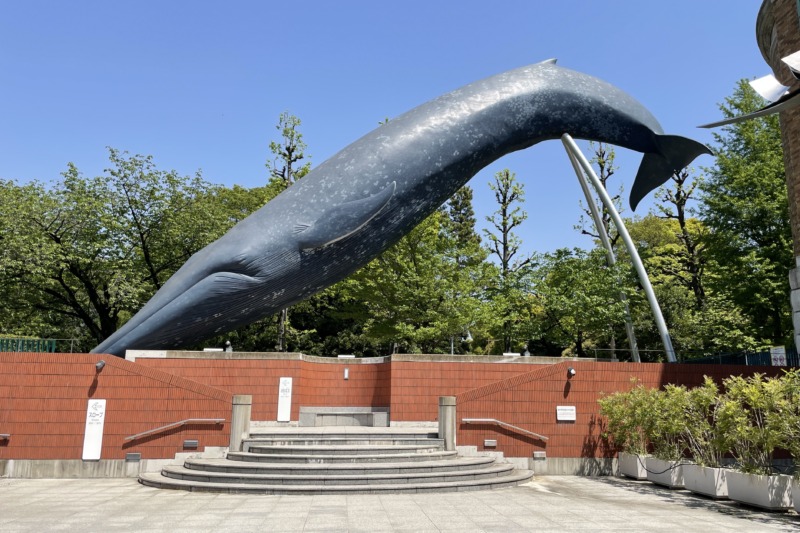 国立科学博物館 シロナガスクジラ