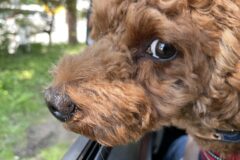 犬がゴキブリを食べたら ゴキブリを食べちゃったベルが心配です トイプードルと谷根千暮らし 犬がゴキブリを食べたら ゴキブリを食べちゃったベルが心配です トイプードルと谷根千暮らし