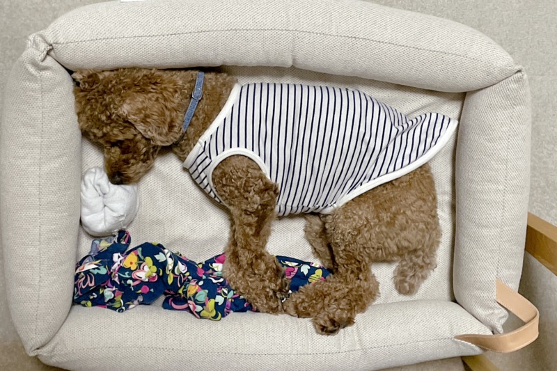 犬用ベッド　小型犬